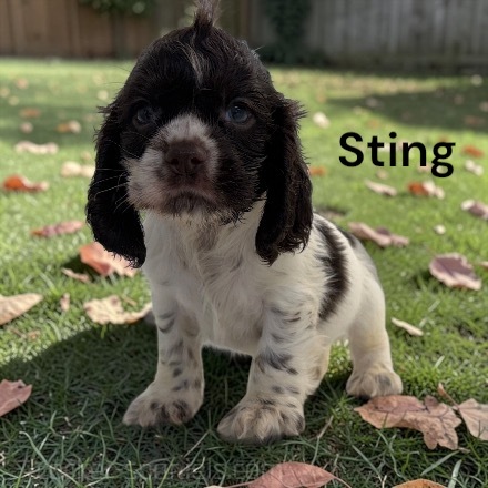 puppy, for, sale, Cocker Spaniel, Joe & Cherri  Overlease, dog, breeder, Miller, MO, dog-breeder, puppy-for-sale, forsale, nearby, find, puppyfind, locator, puppylocator, aca